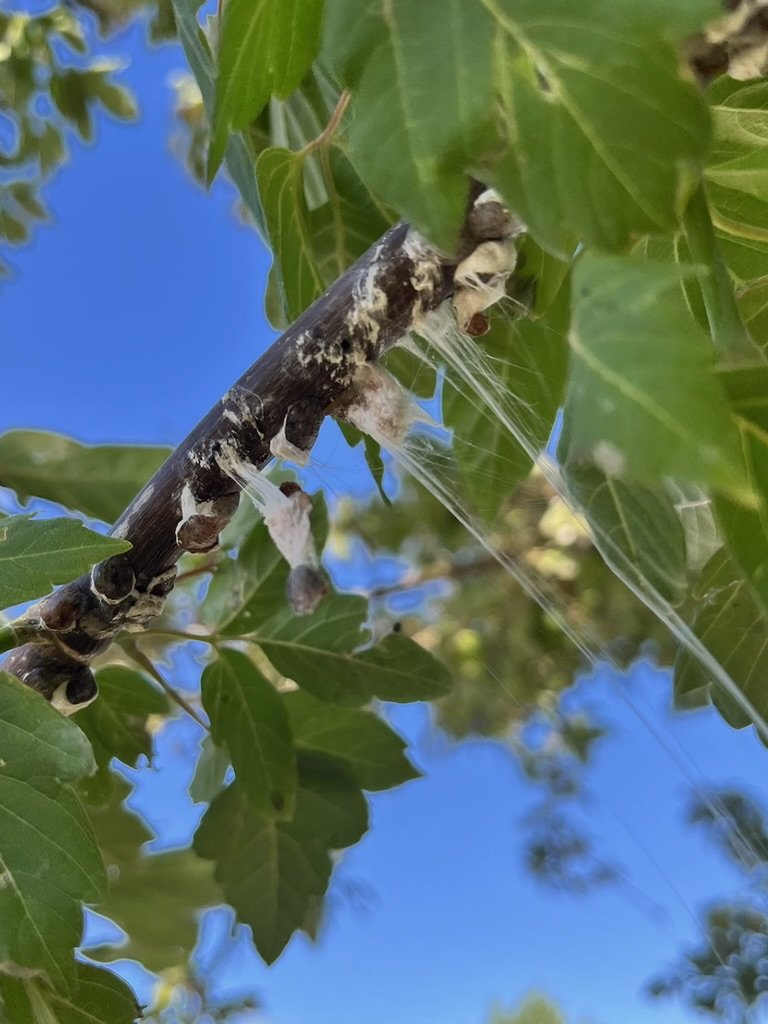 Cottony Maple Scale Egg Sacs