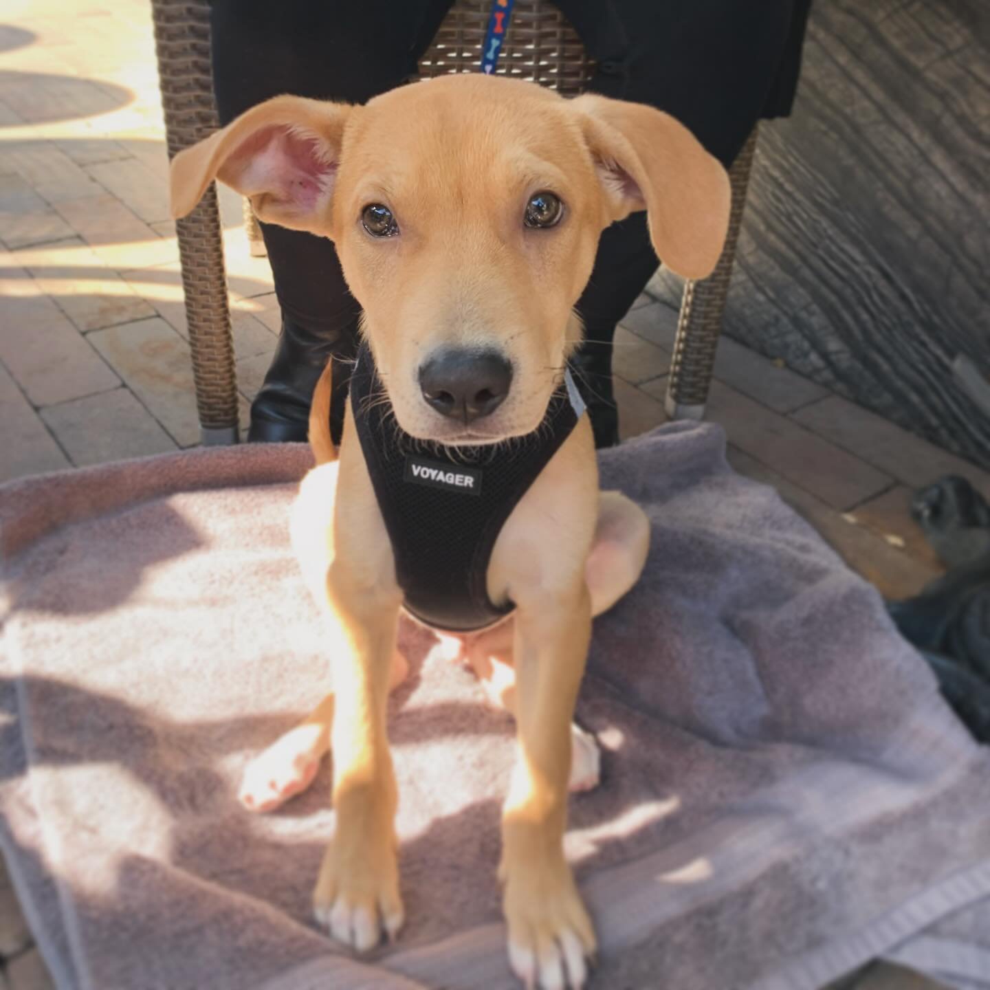 The Presley Pup of the Day, Winston!🧡🐾