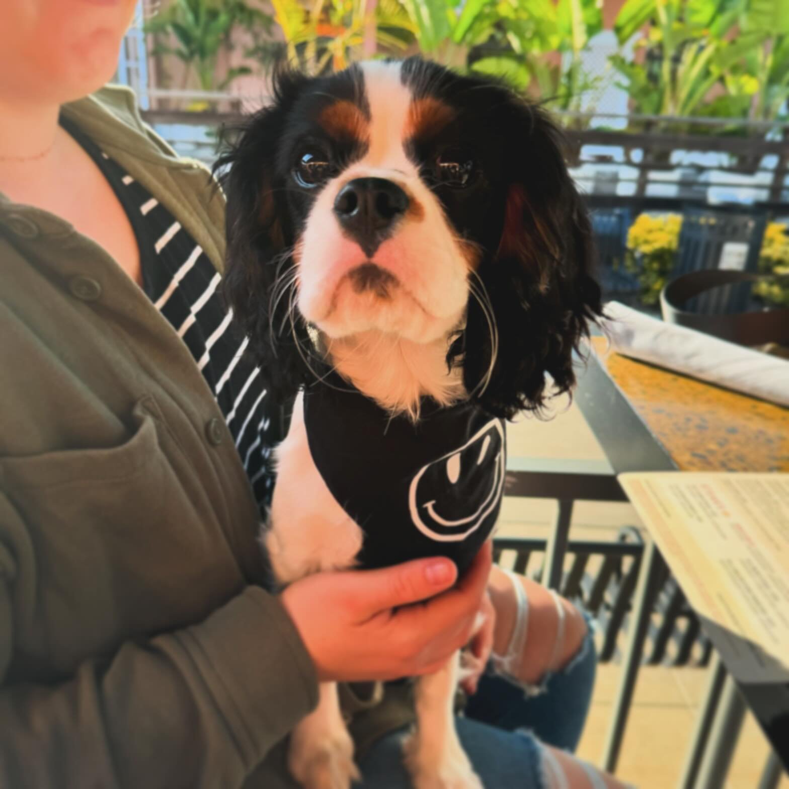 The Presley Pup of the Day, Max!🧡🐾