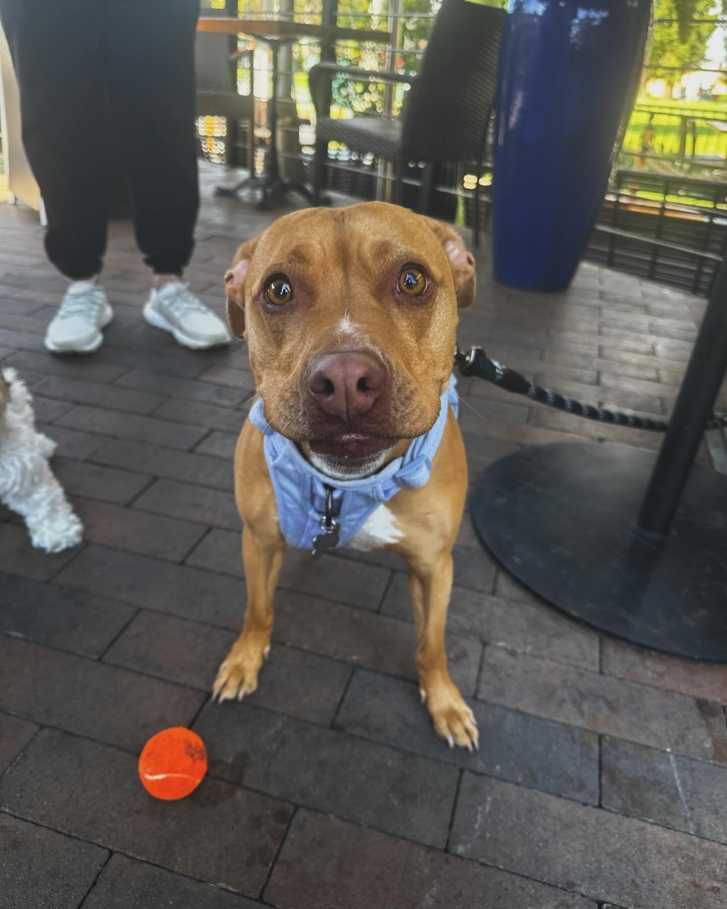 The Presley Pup of the Day, Arlo!🧡🐾