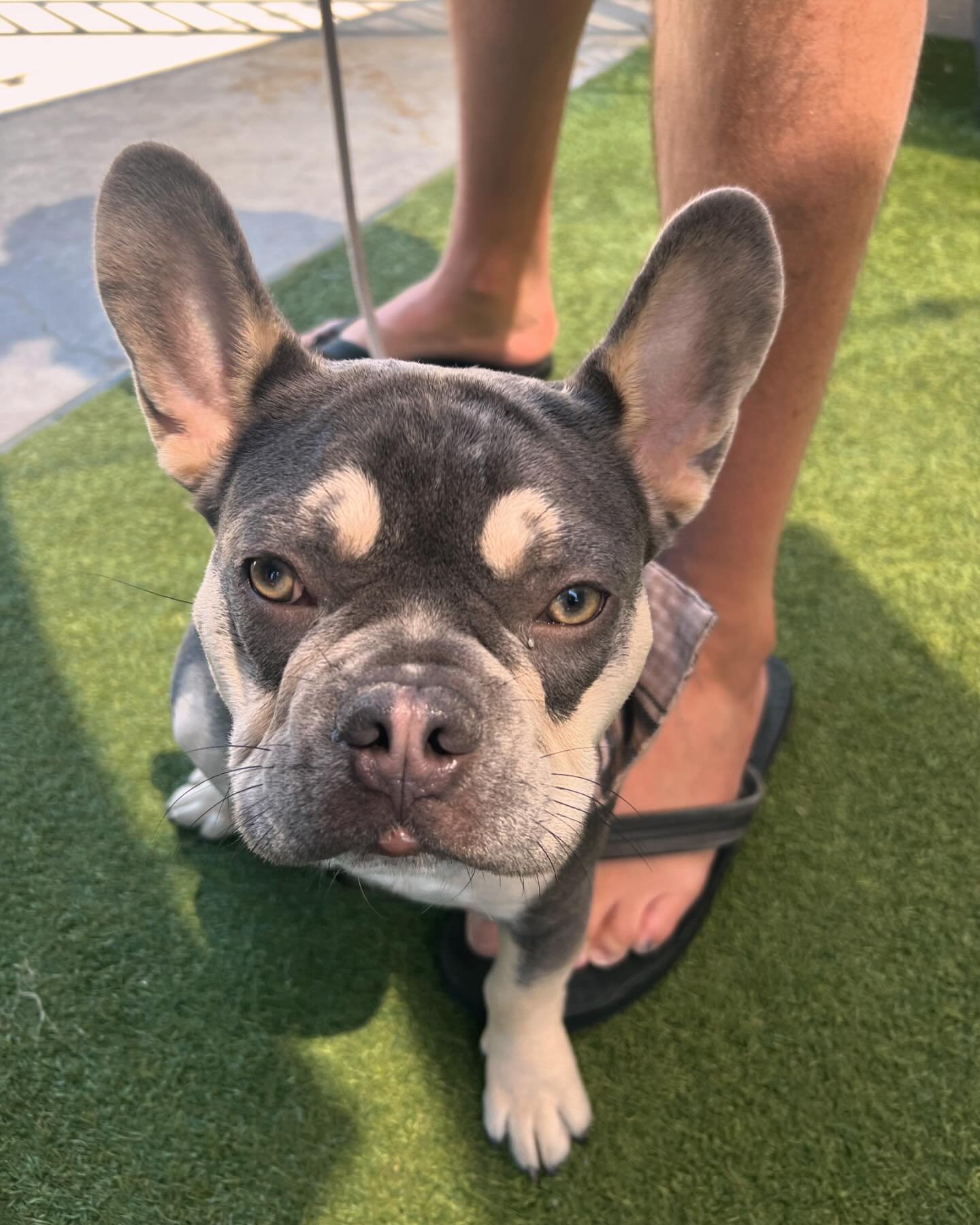 The Presley Pup of the Day, Vinney!🧡🐾