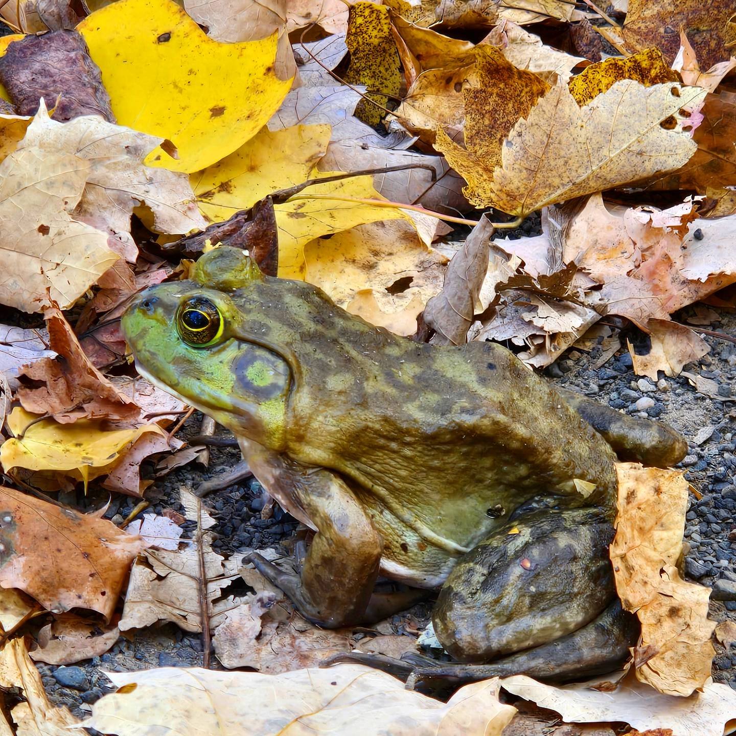 #frog #watchungreservation