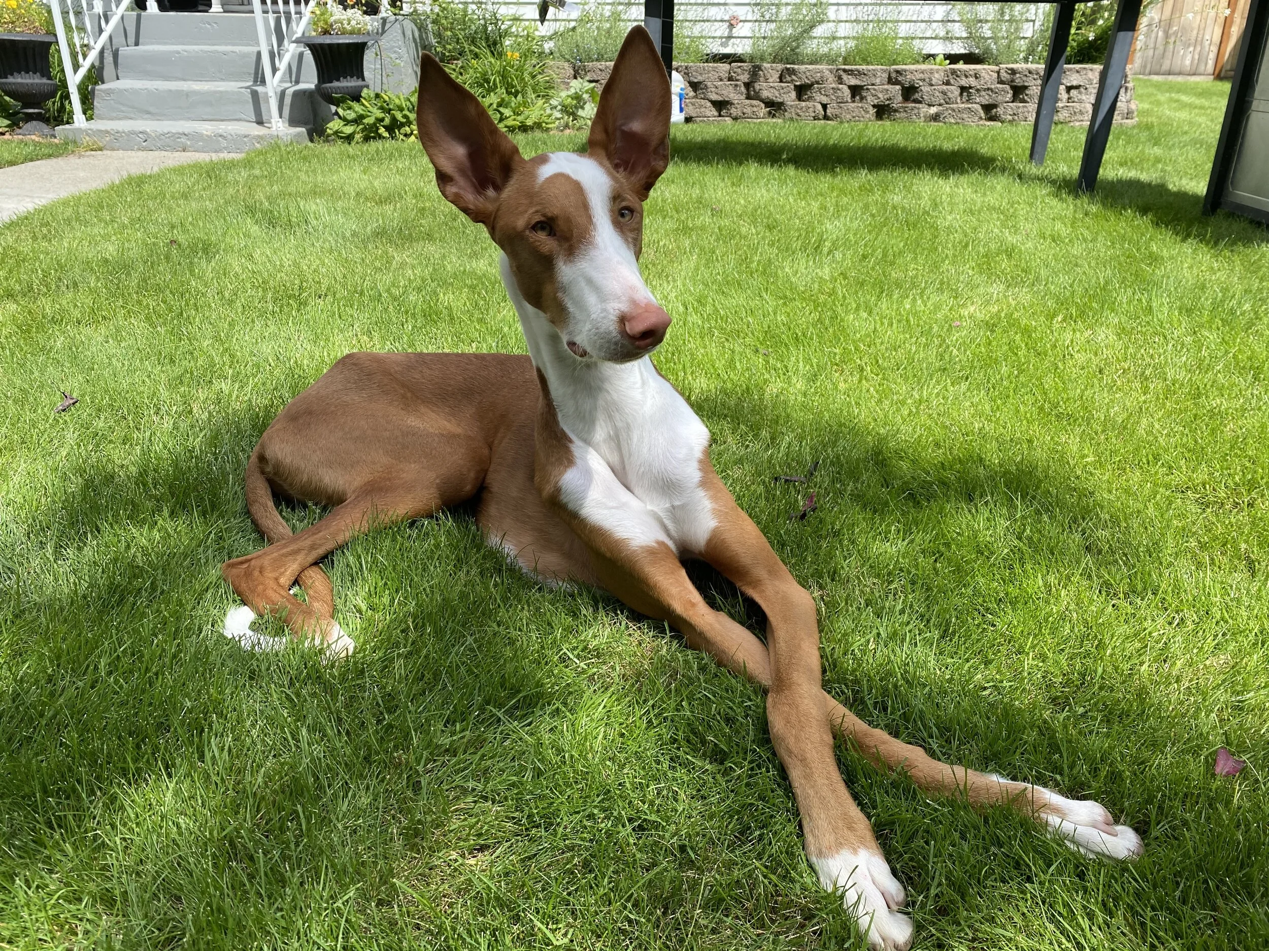 Lenox, the Ibizan Hound
