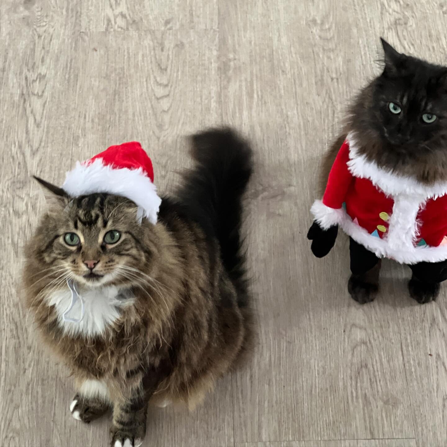 A bit late on this one. Merry Cat-mas 🐈🐈&zwj;⬛🎅