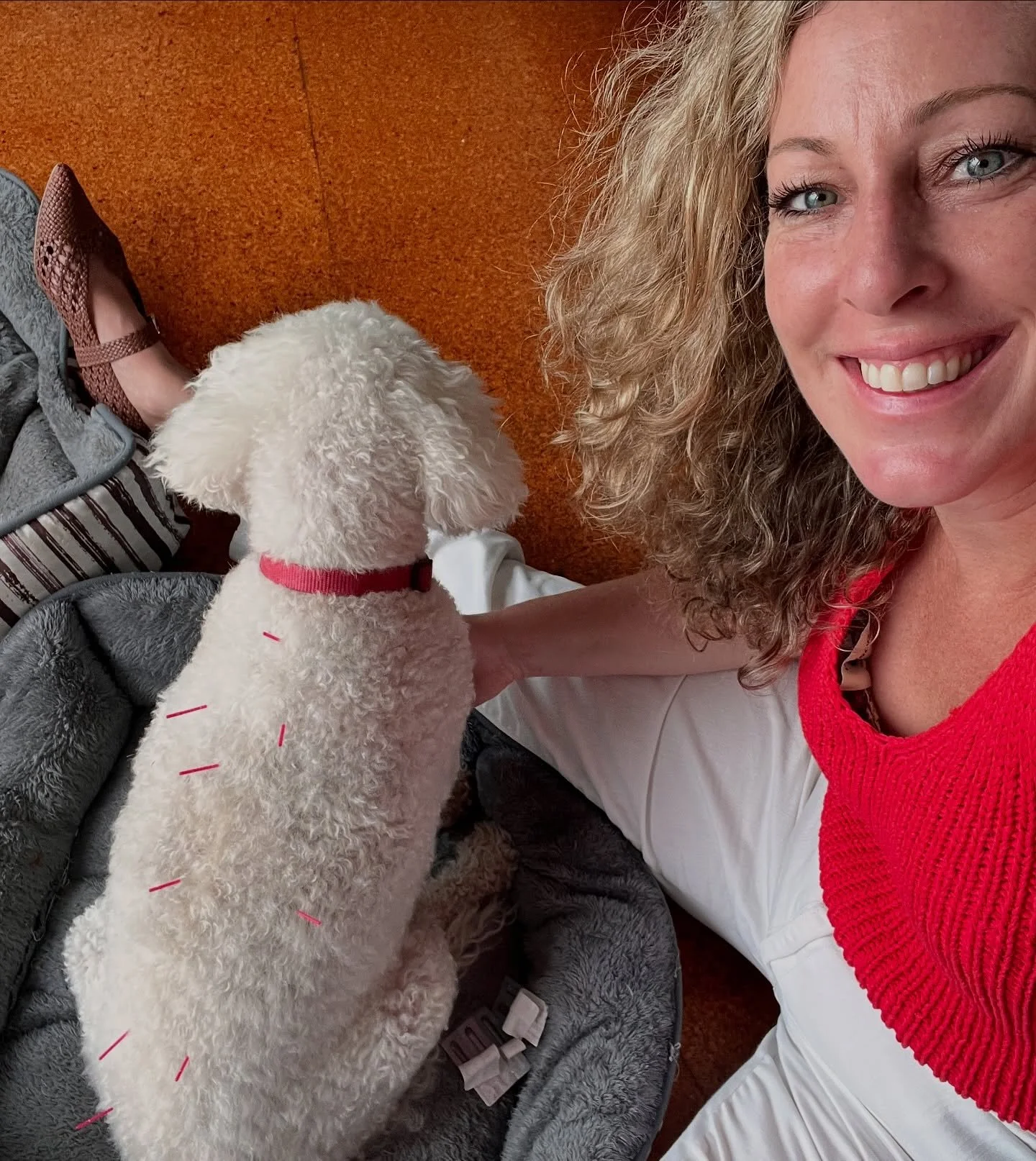 This is Molly 🐶

She&rsquo;s my neighbours dog who had an acl injury and the vets (x3) wanted to operate with quotes in the $5k mark and a 6 month recovery. She&rsquo;s 11 years old and at the time we were all concerned it would take too much out of