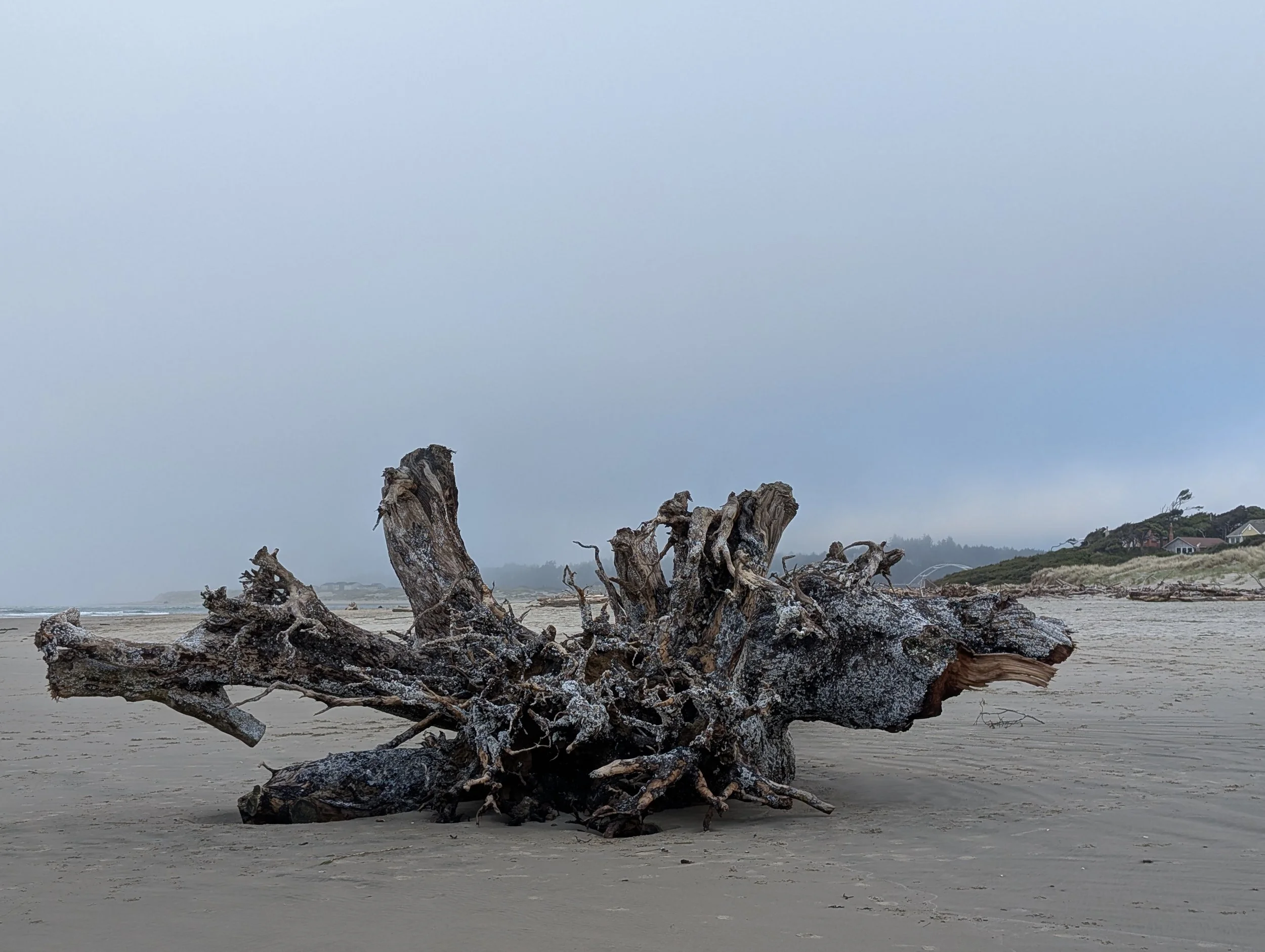 A big piece of wood near Patterson Park, which is within walking distance from the cottages. March 8, 2026