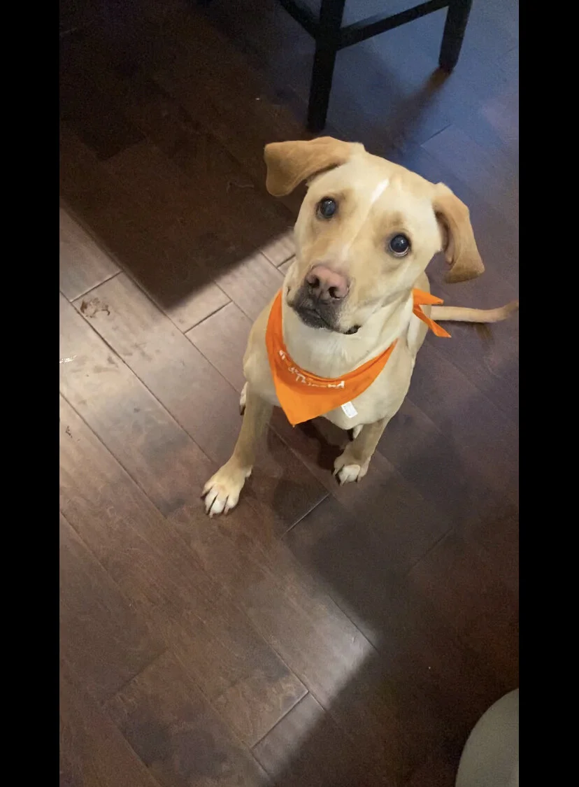 bella.jpg