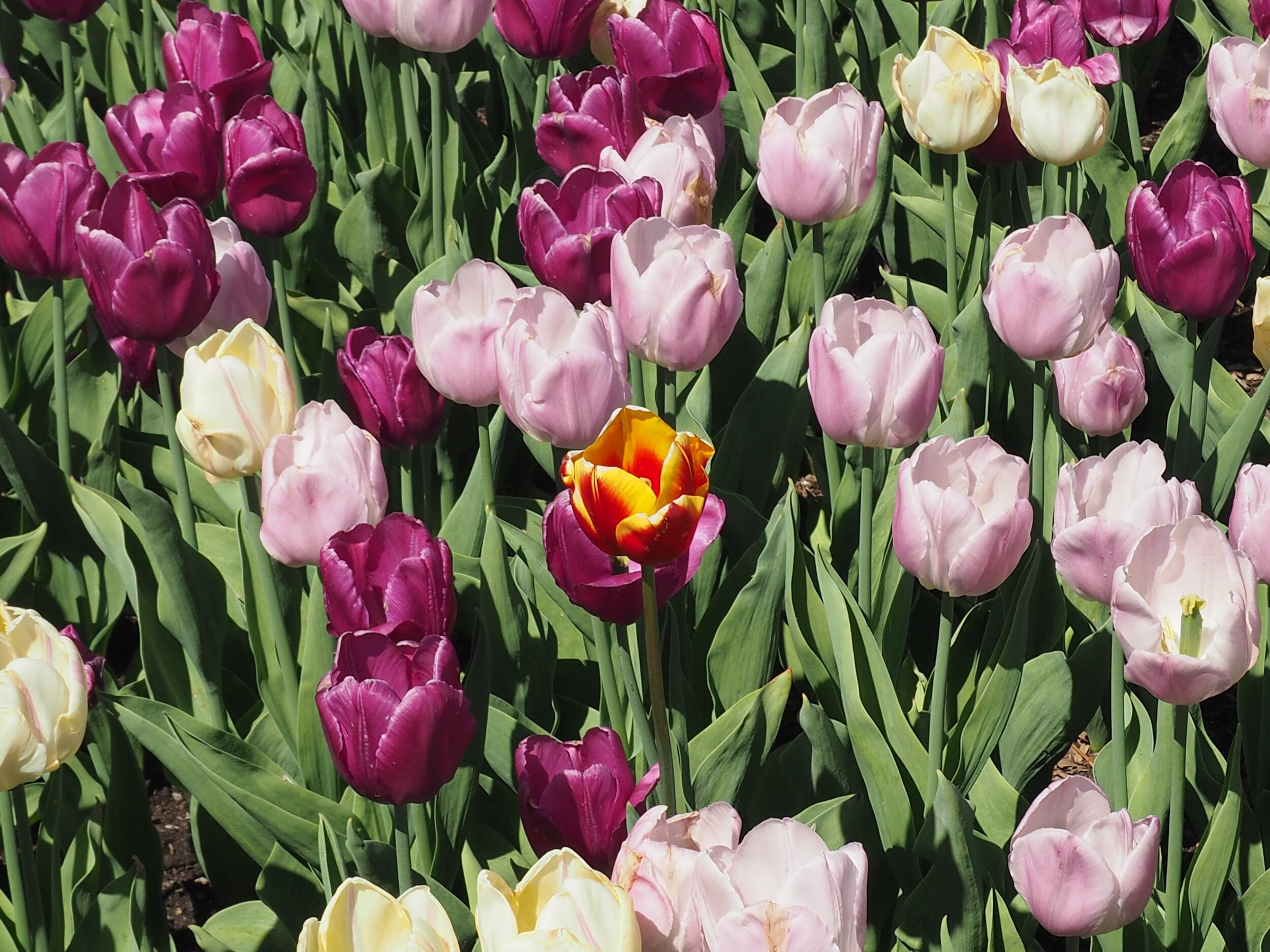 Tulips - one is different.jpg