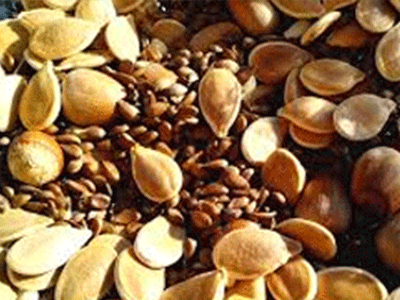 Seeds.png