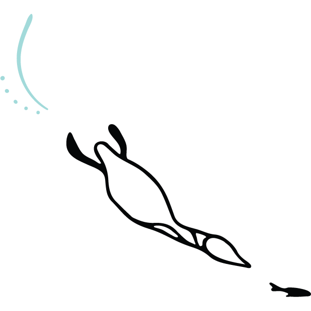 A line drawing of a loon diving for a fish.