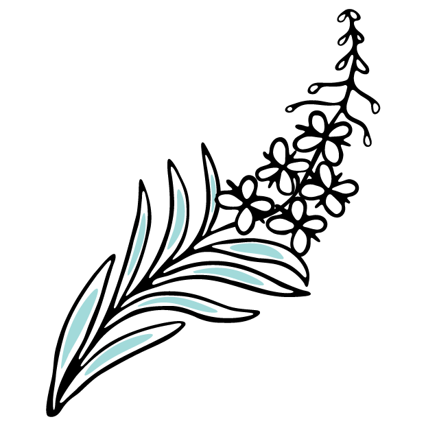 A line drawing of fireweed.