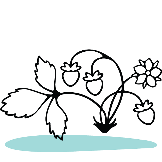 A line drawing of a strawberry plant.