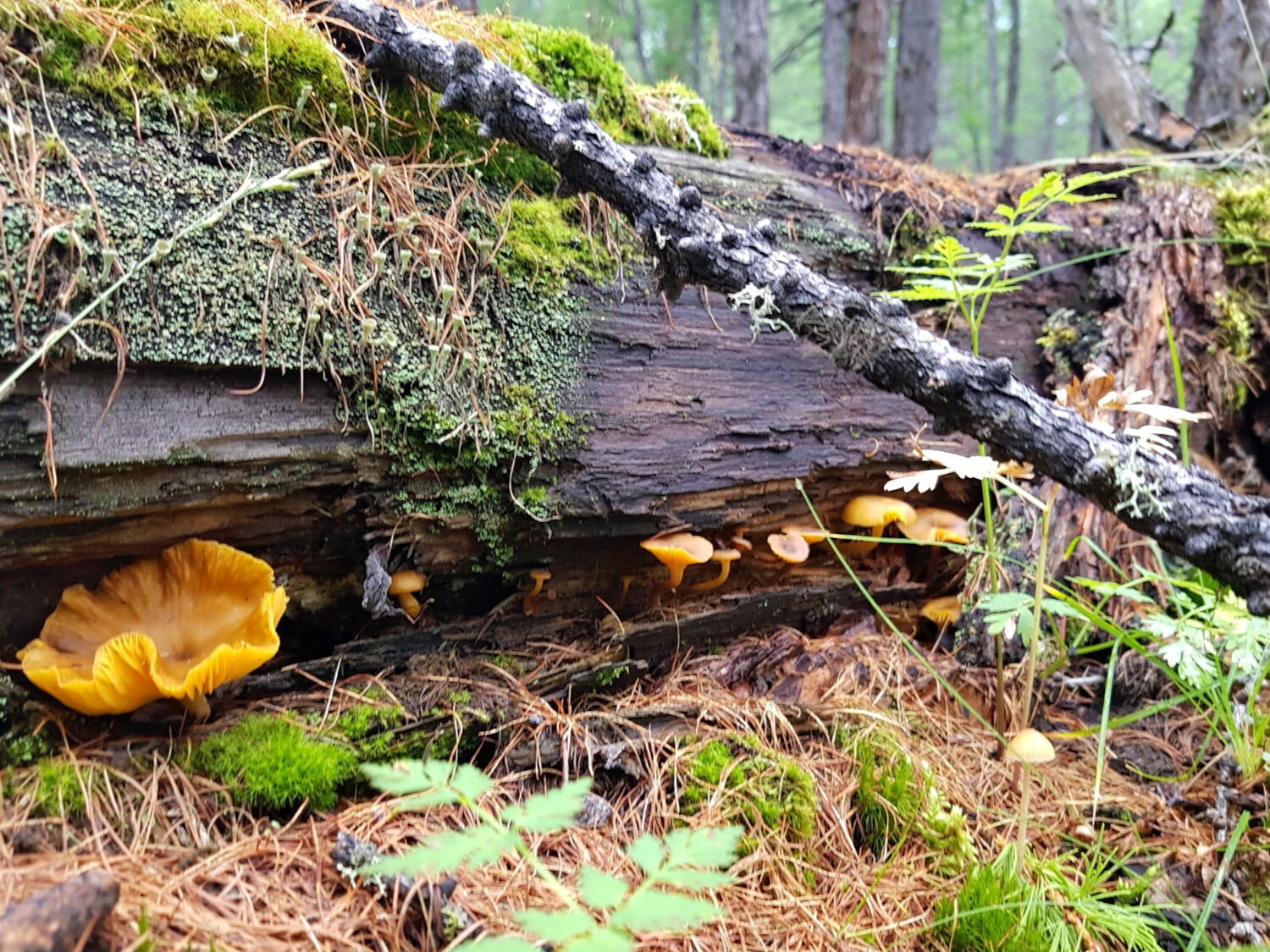 Lake Khovsgol Mongolia Hiking Adventure- Jenny Sandiford-mushroom log