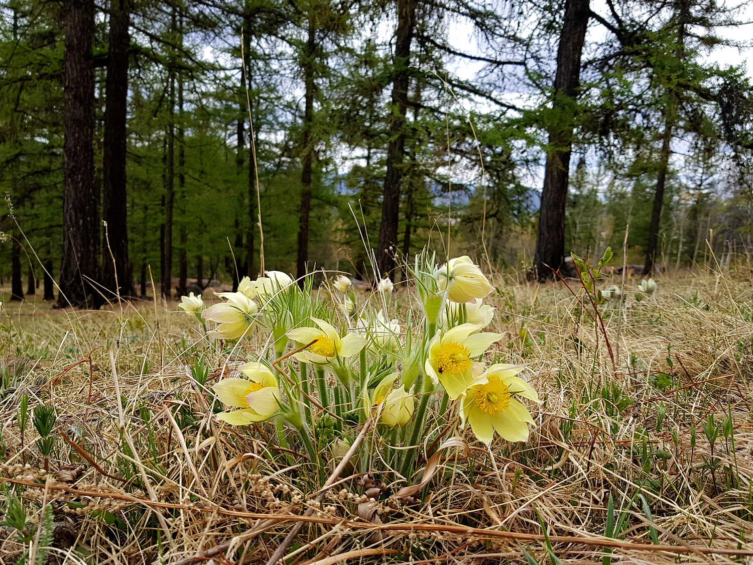 Mongolia Prepares for Arrival of Spring Season