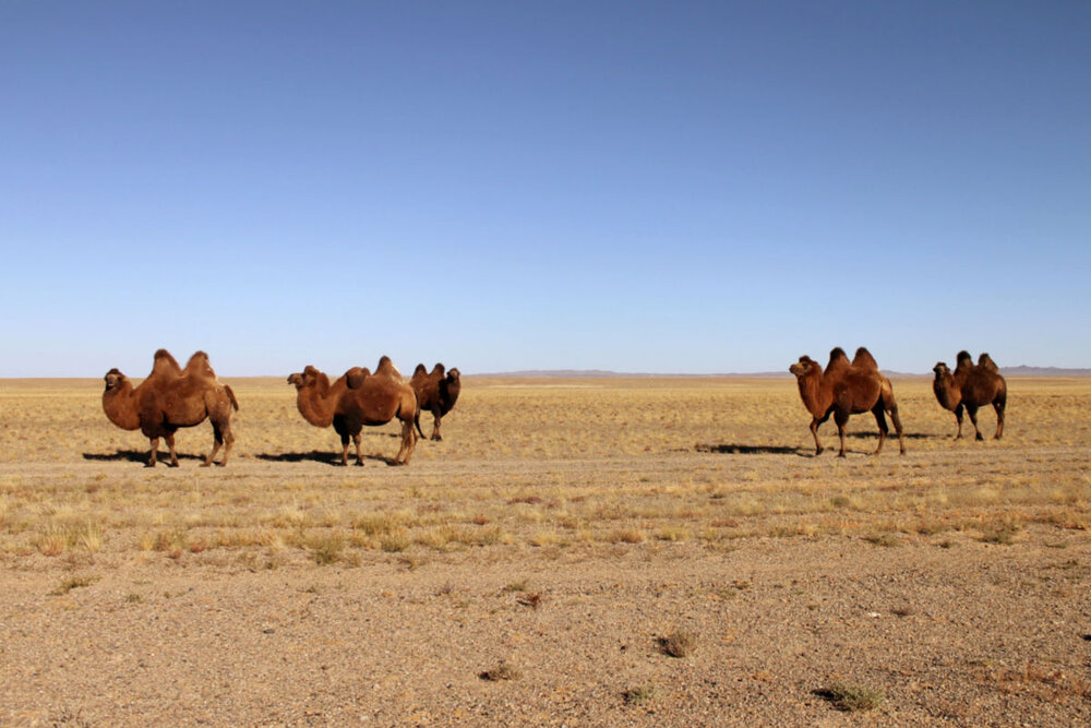 camels gobi 2013.jpg