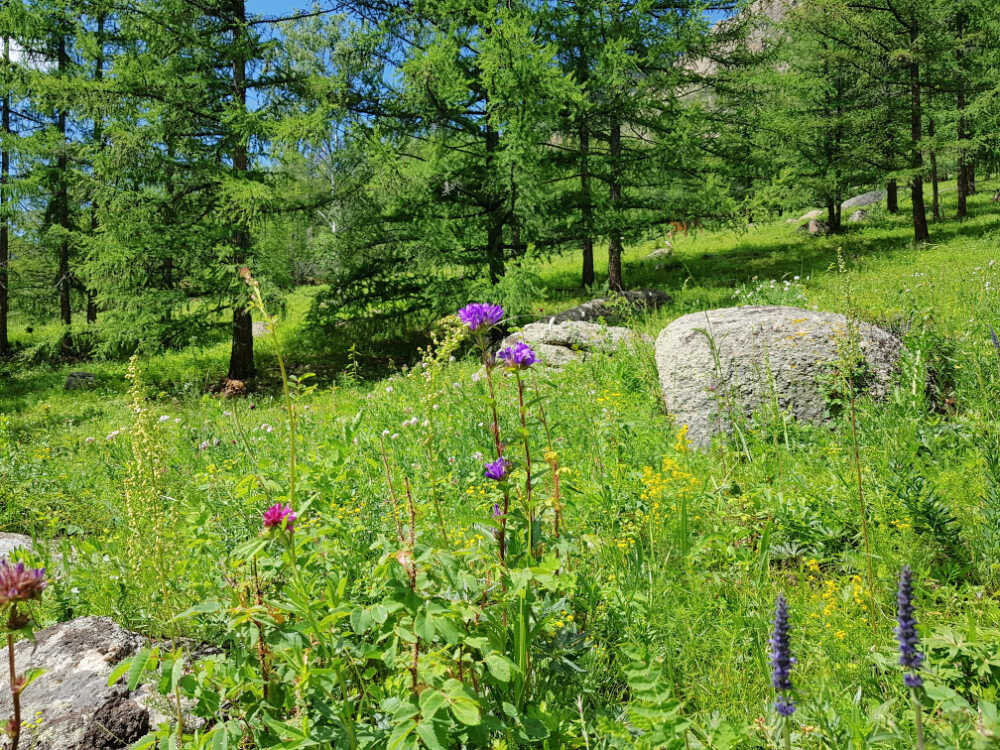 Wild Flowers Terelj national park.jpg