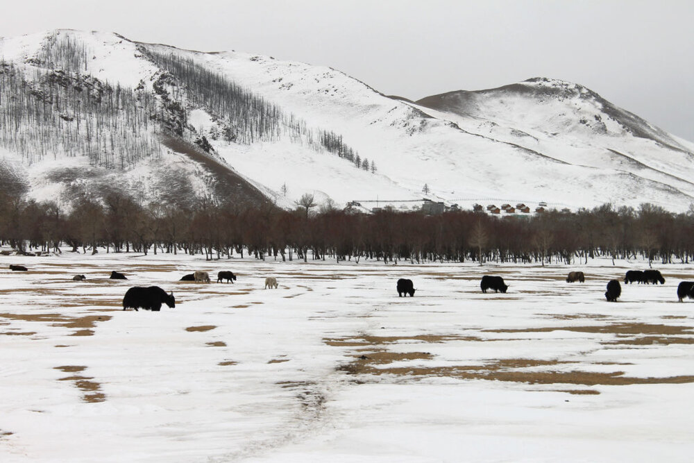 winter yaks 2013.jpg