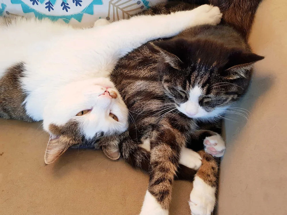 Mongolian cats- Shimo and Chinggis .jpg