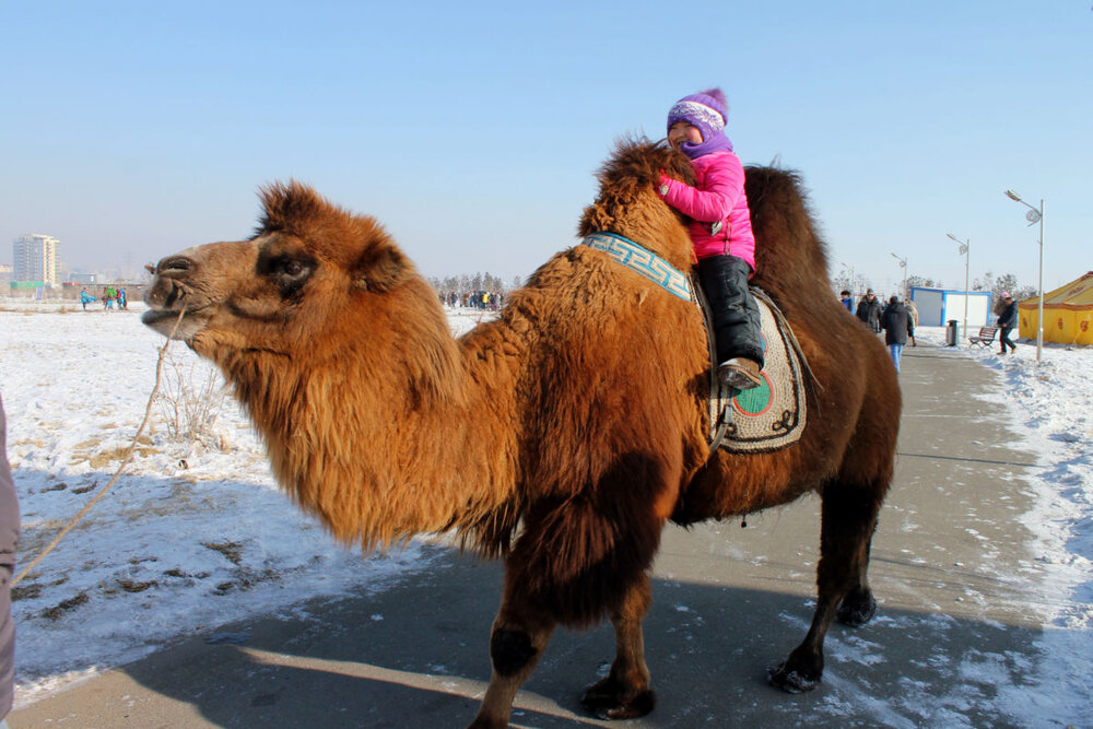 1. girl on camel 2016.jpg