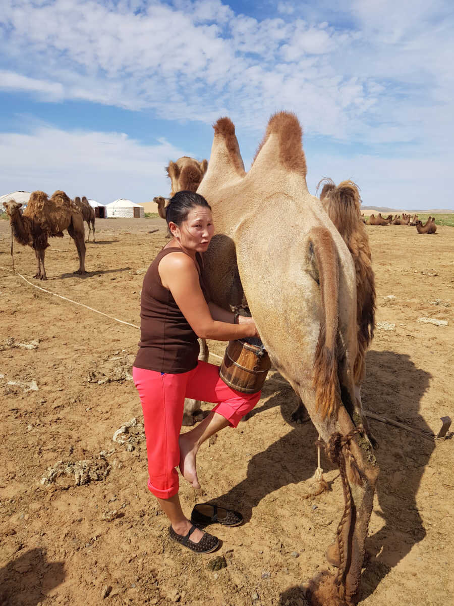 5.a camel milking 2017.jpg