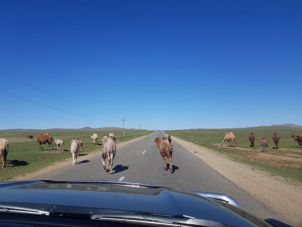 5.f camel traffic 2018.jpg