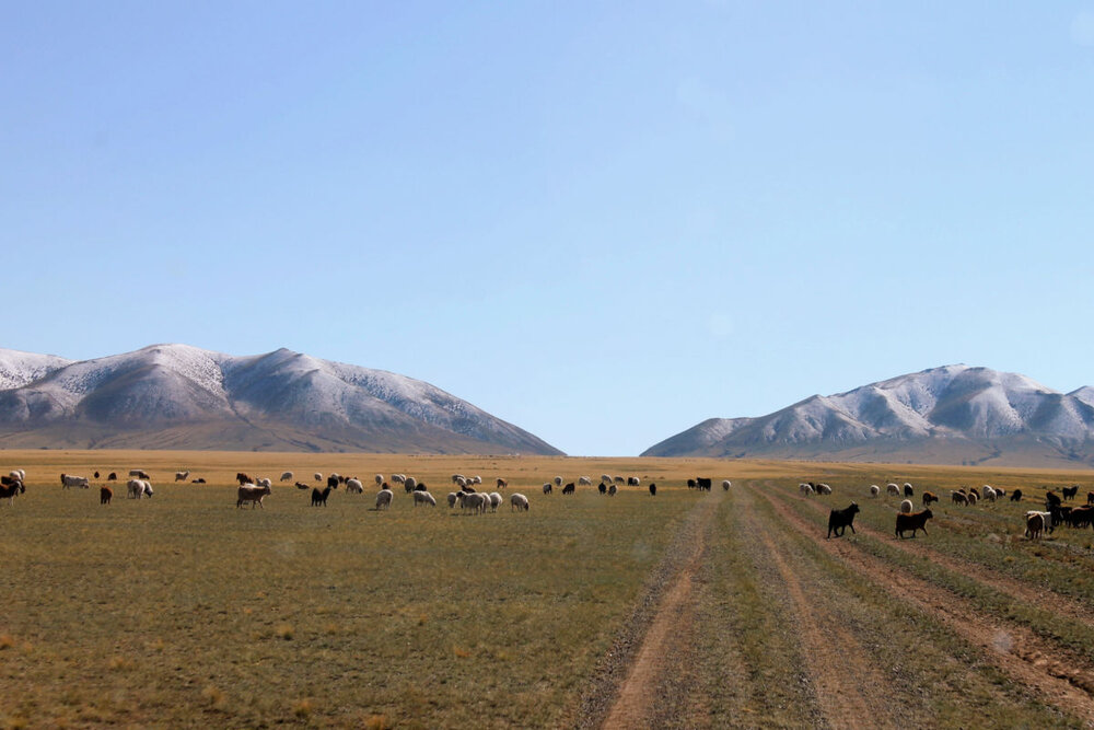 gobi herds 2012.jpg