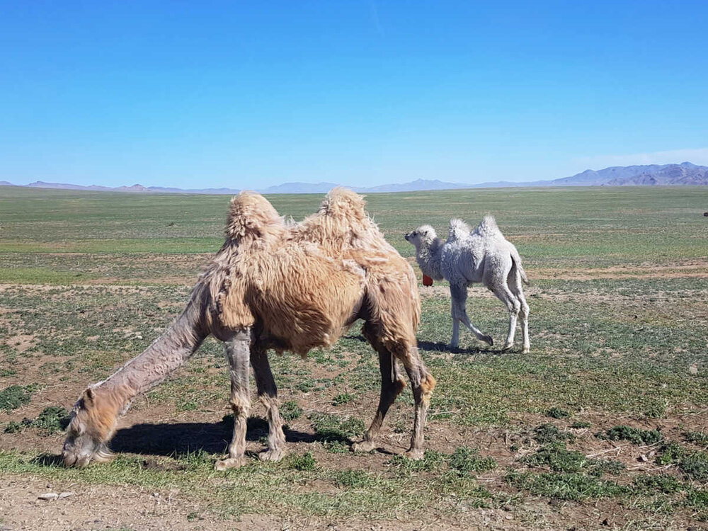 camels 2018.jpg