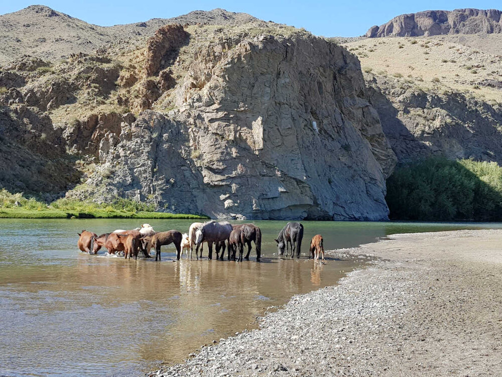 Horses in river 2019 .jpg