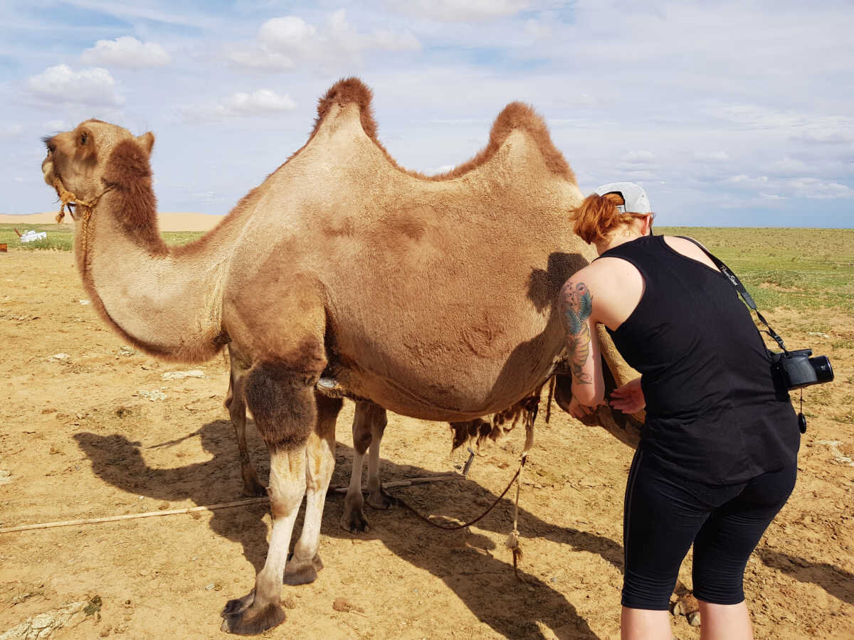 5.d milking camel 2017.jpg