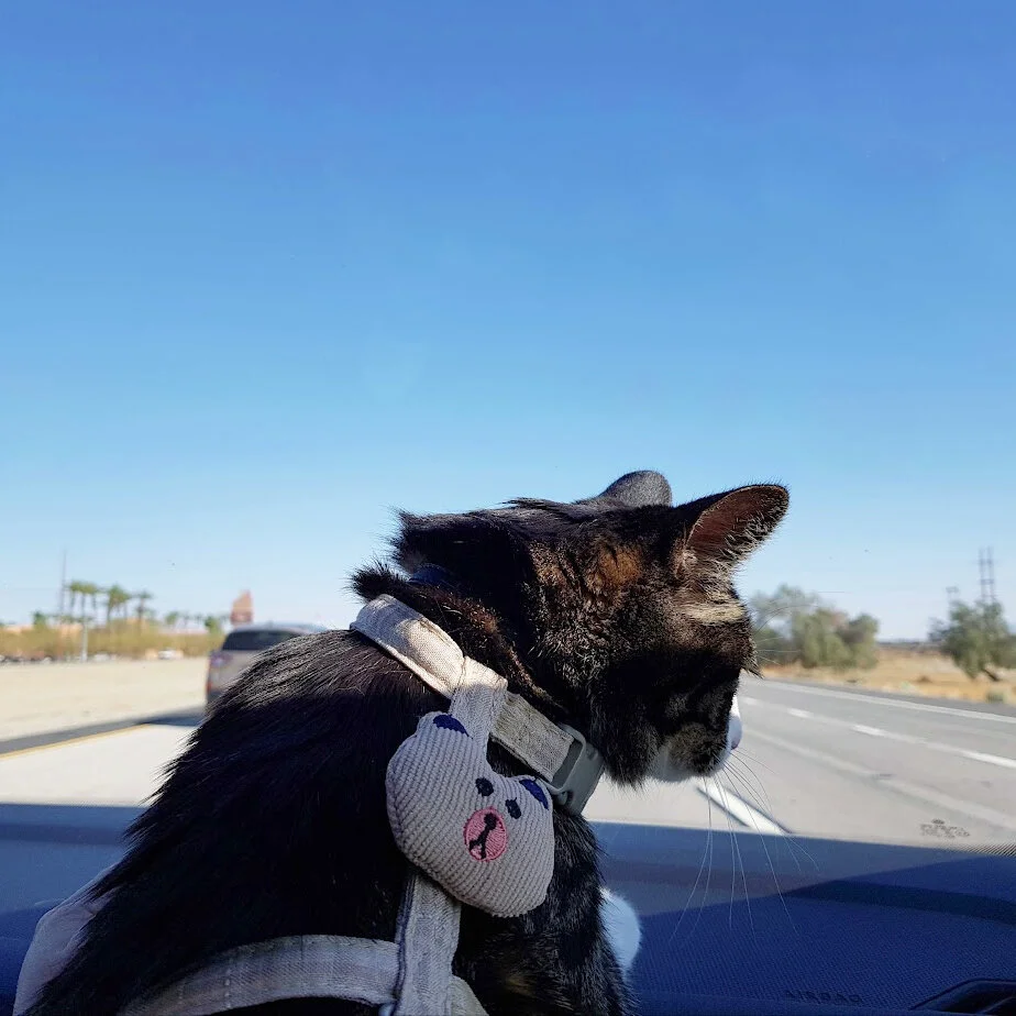 Flying Internationally With Cats Chinggis and Shemo's Big Adventure