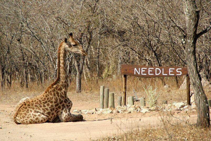 Giraffe at Needles Lodge