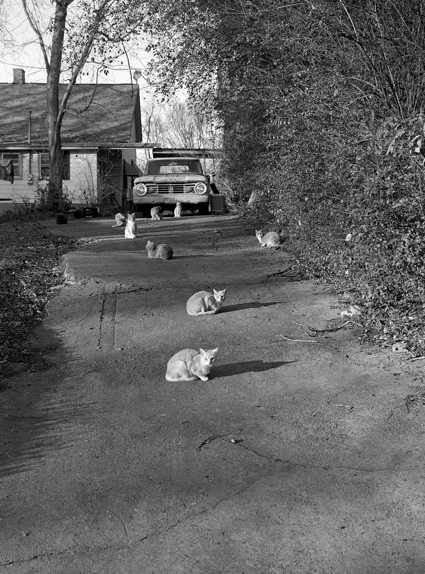 Mark Steinmetz