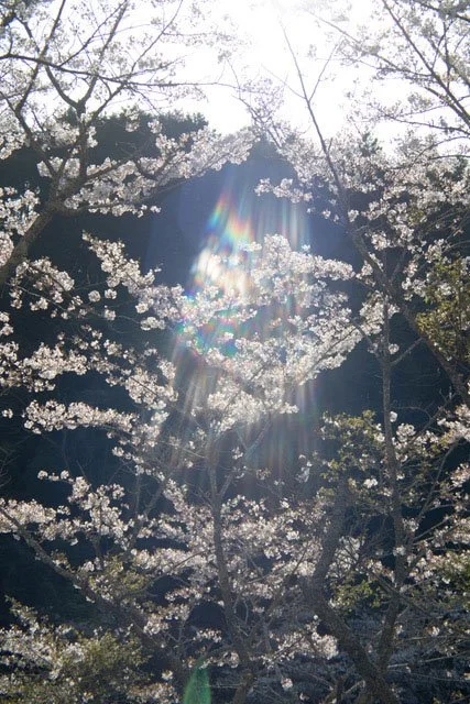 Rinko Kawauchi