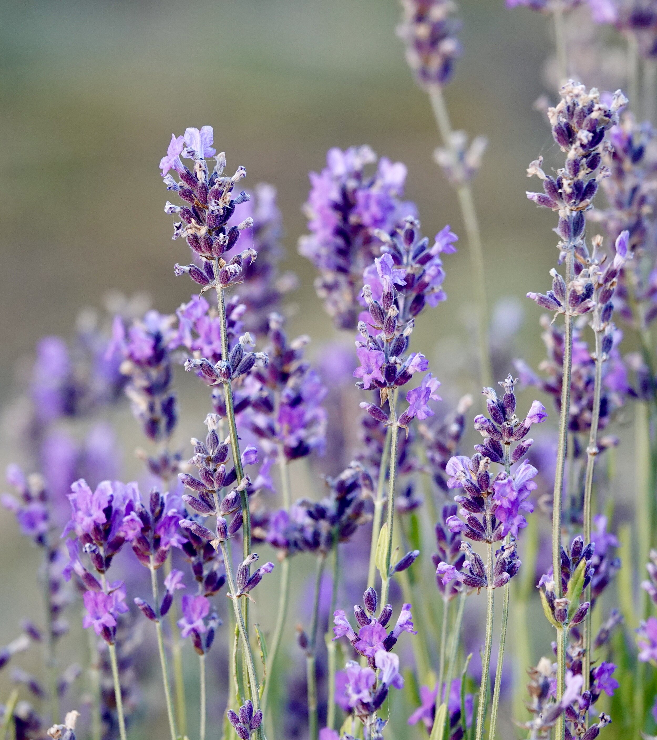 Snowy Mountains Lavender