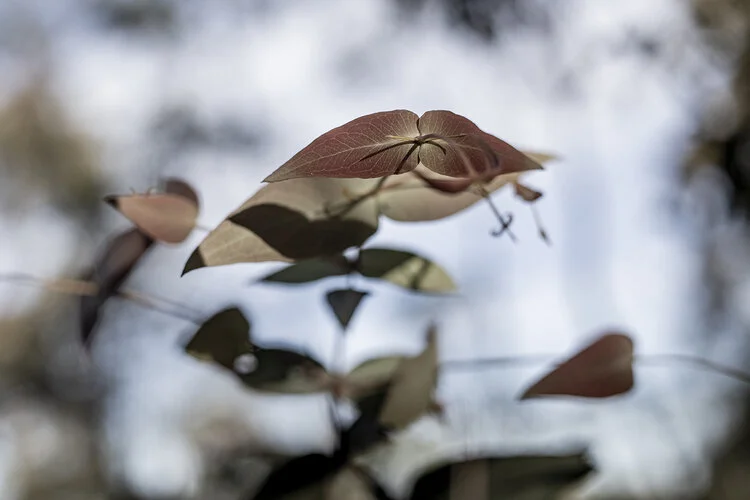 Snowy Mountains Eucalyptus