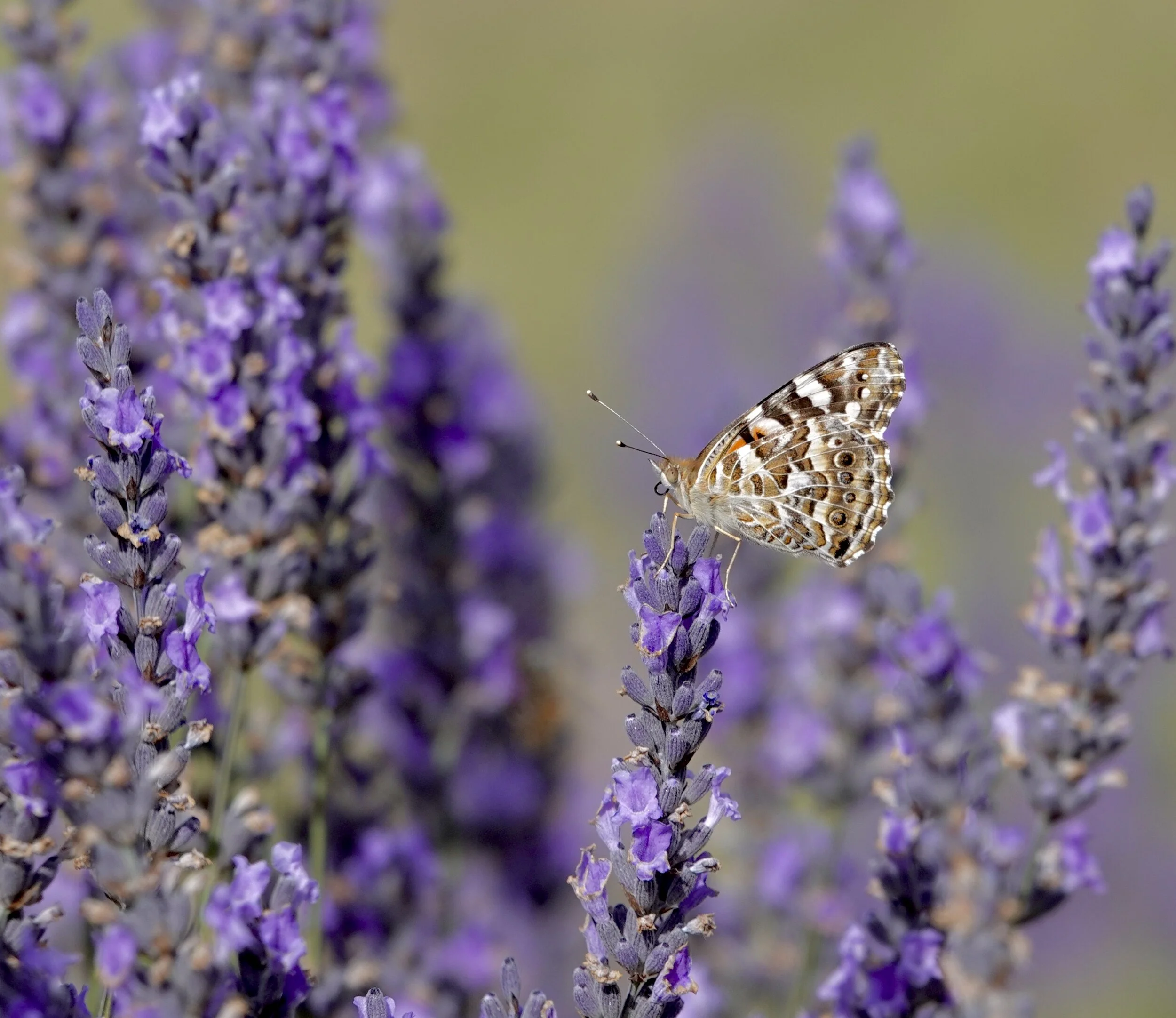 Snowy Mountains Lavender