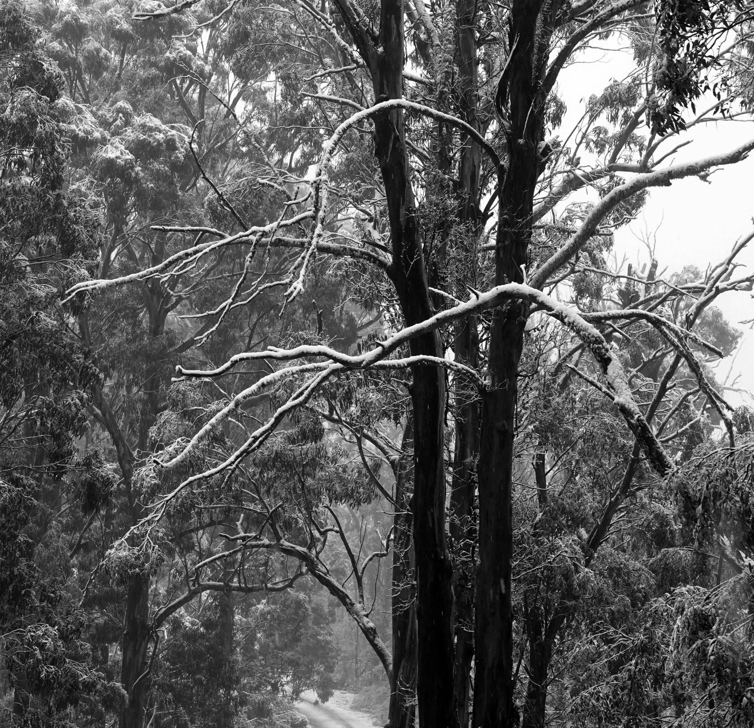 SNOW ON TRACK.jpeg