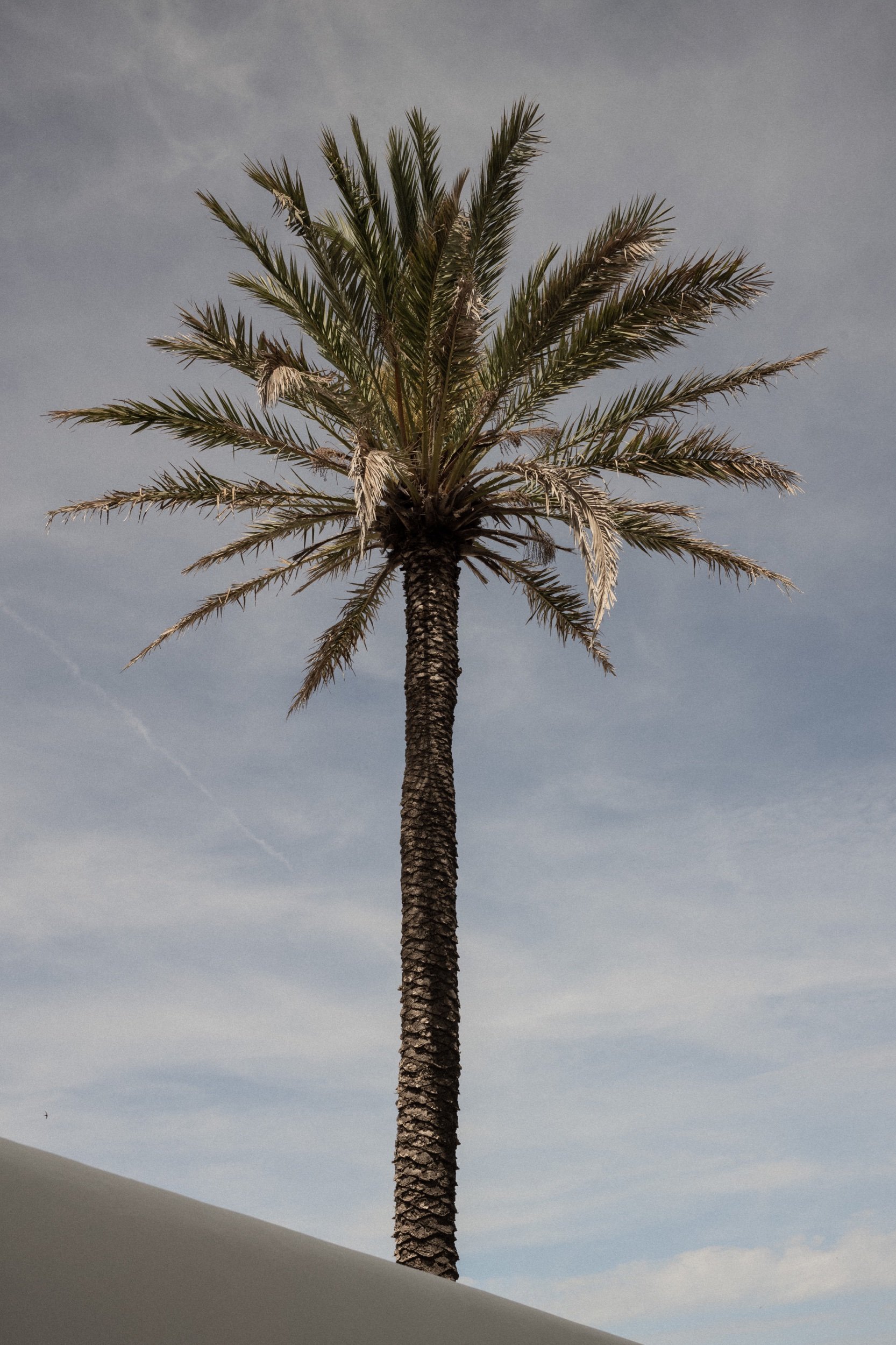 20097079.jpeg