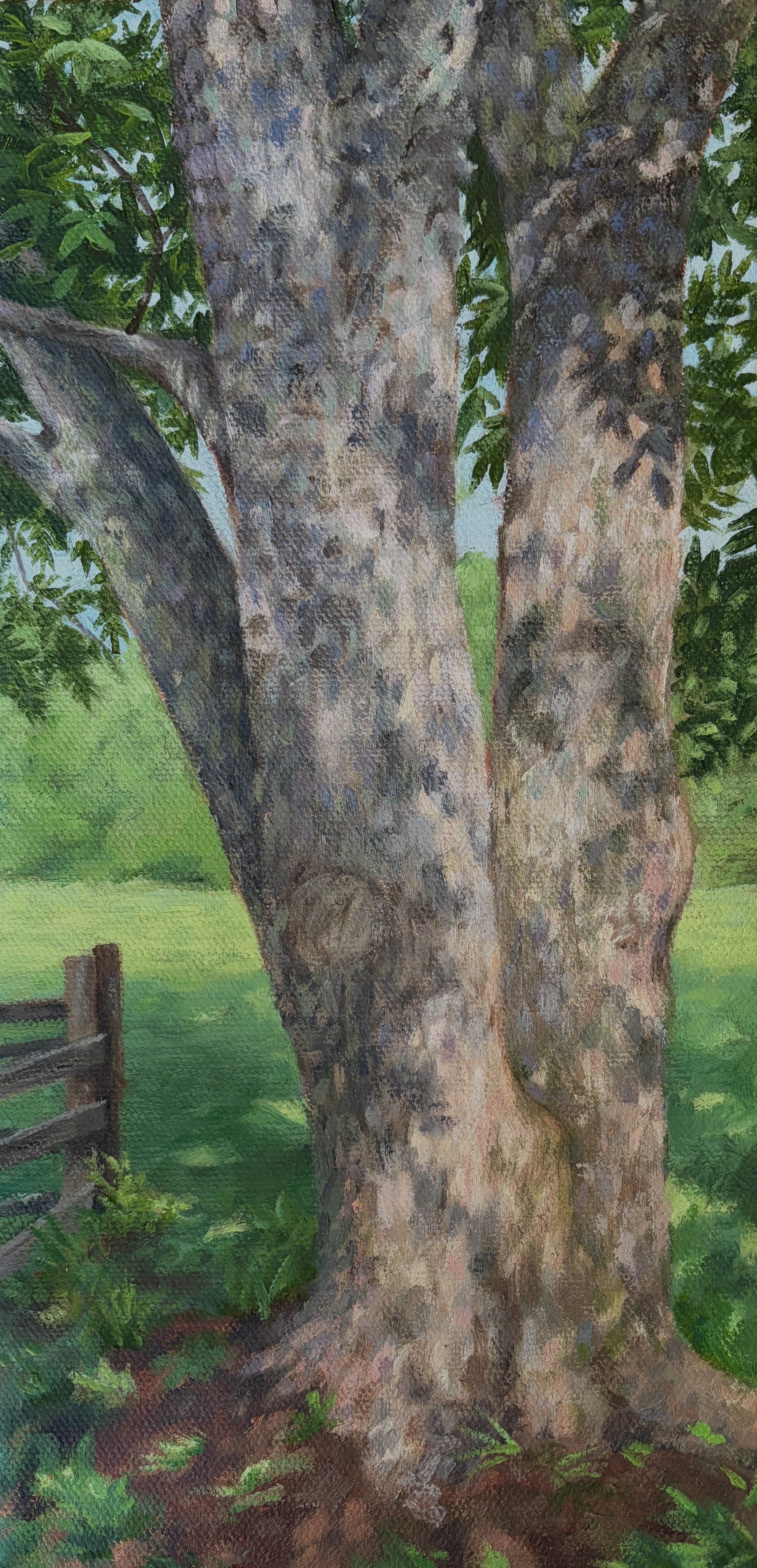 Homestead pecan tree  12 x 6 in.  oil on stretched canvas  2026