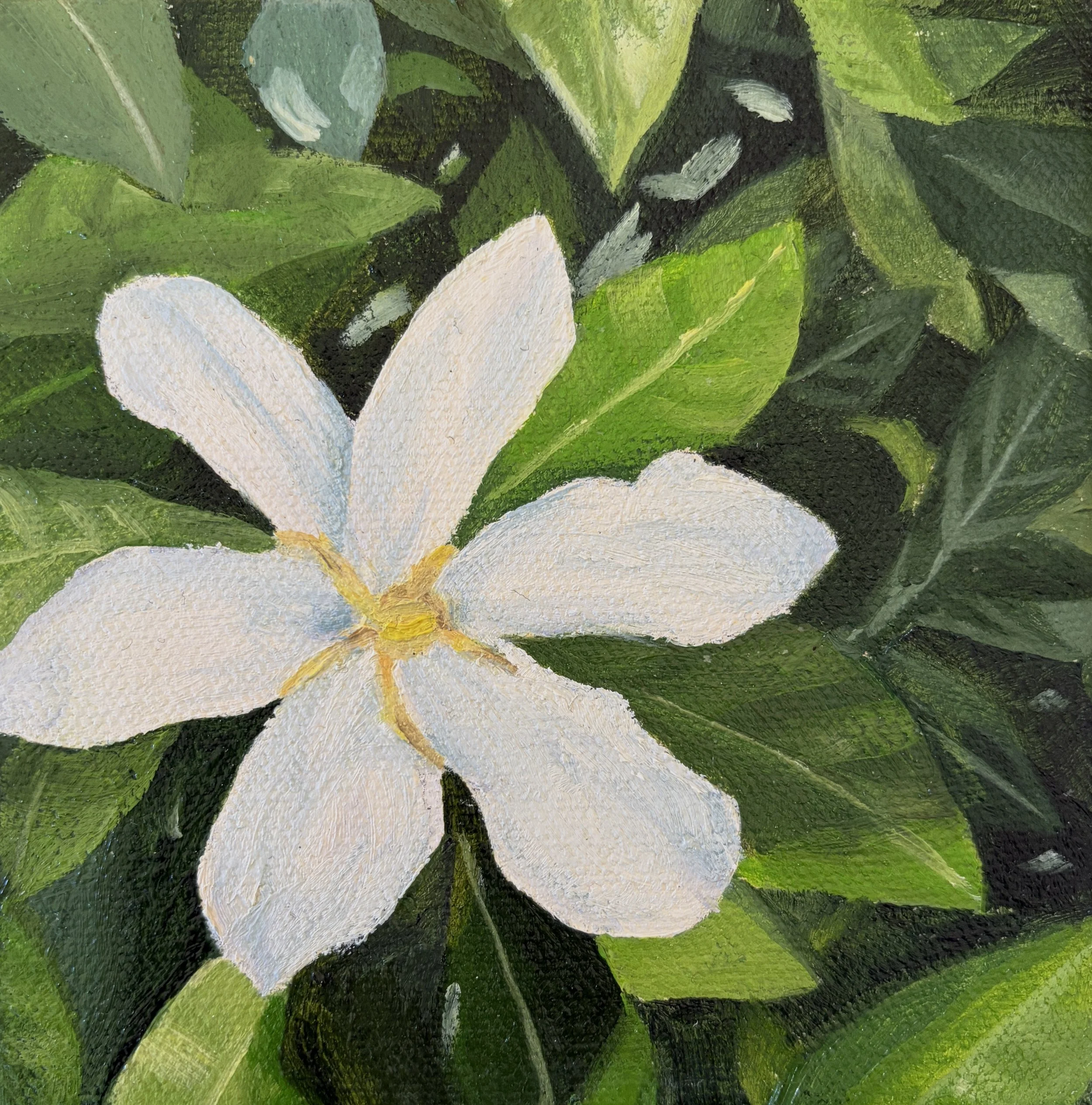 Gardenia   5 x 5 in.   $50