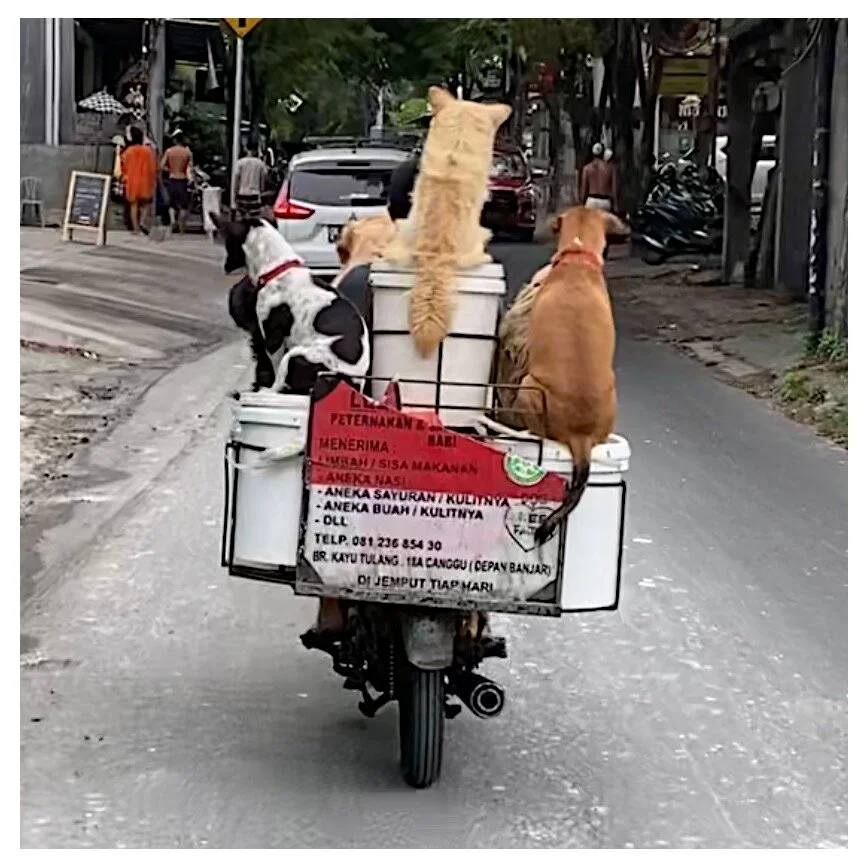 The famous Bali Dog dude … I’ve seen him on the internet and always dreamed of seeing him in person and one day .. VOILA!