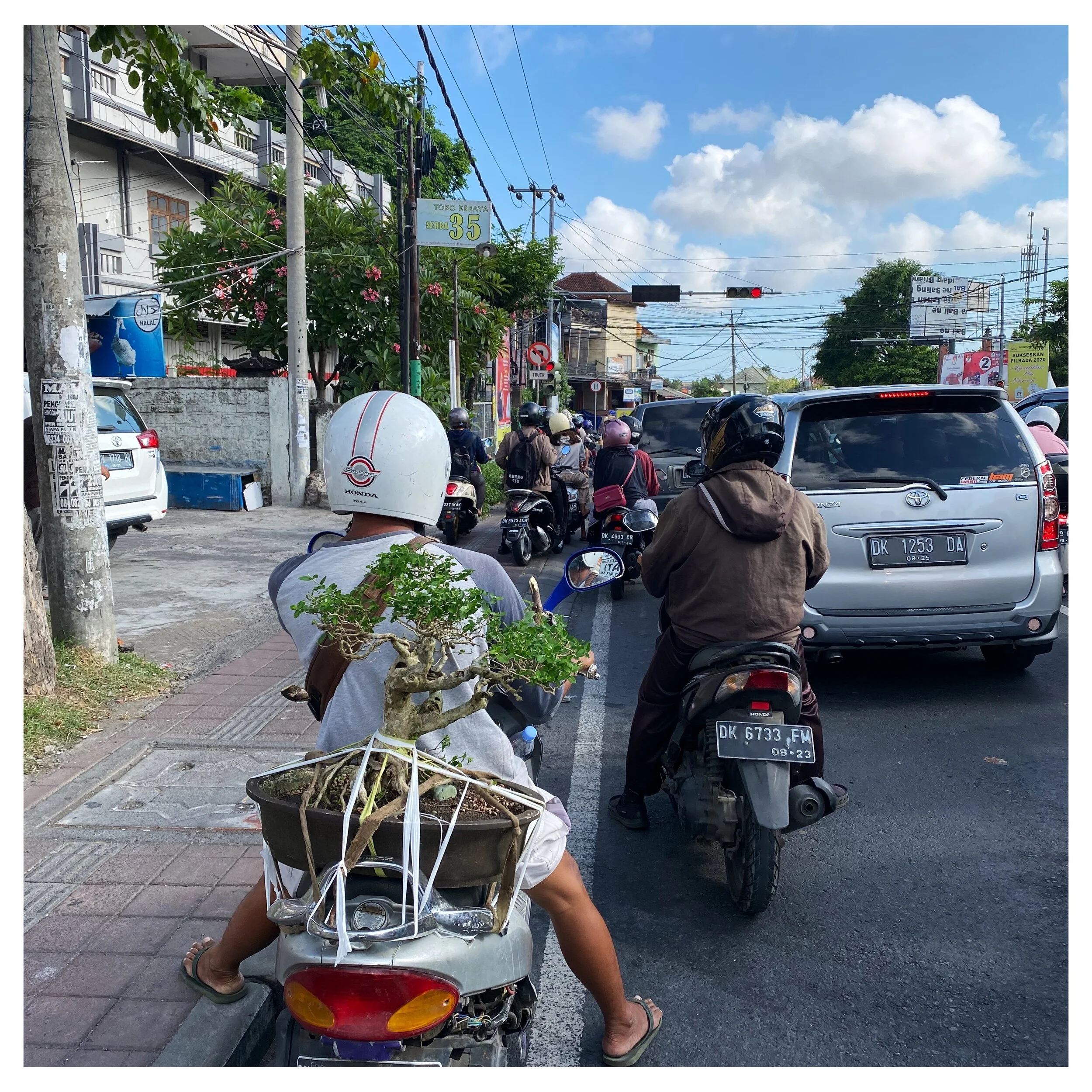 Yes that’s a tree … whether it’s a bonsai or not I do not know but I absolutely loved seeing it strapped to this man’s scooter.