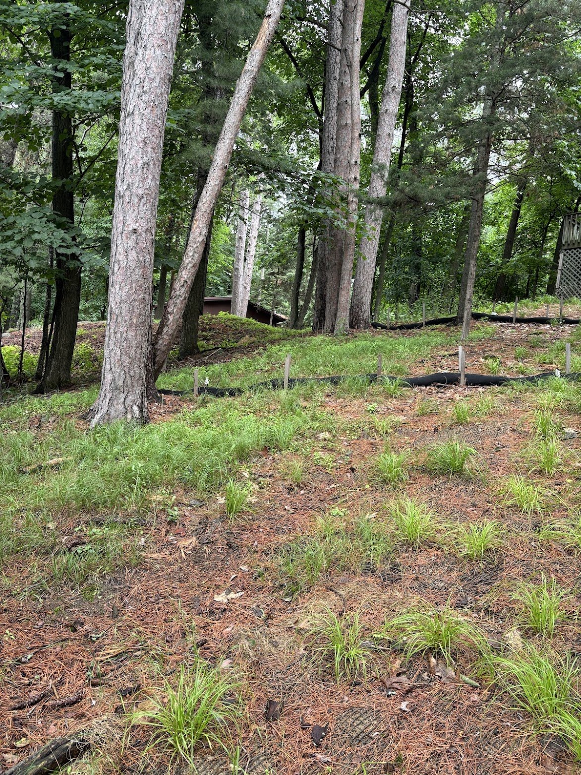 Shoreland Restoration Community Build on Ruth Lake