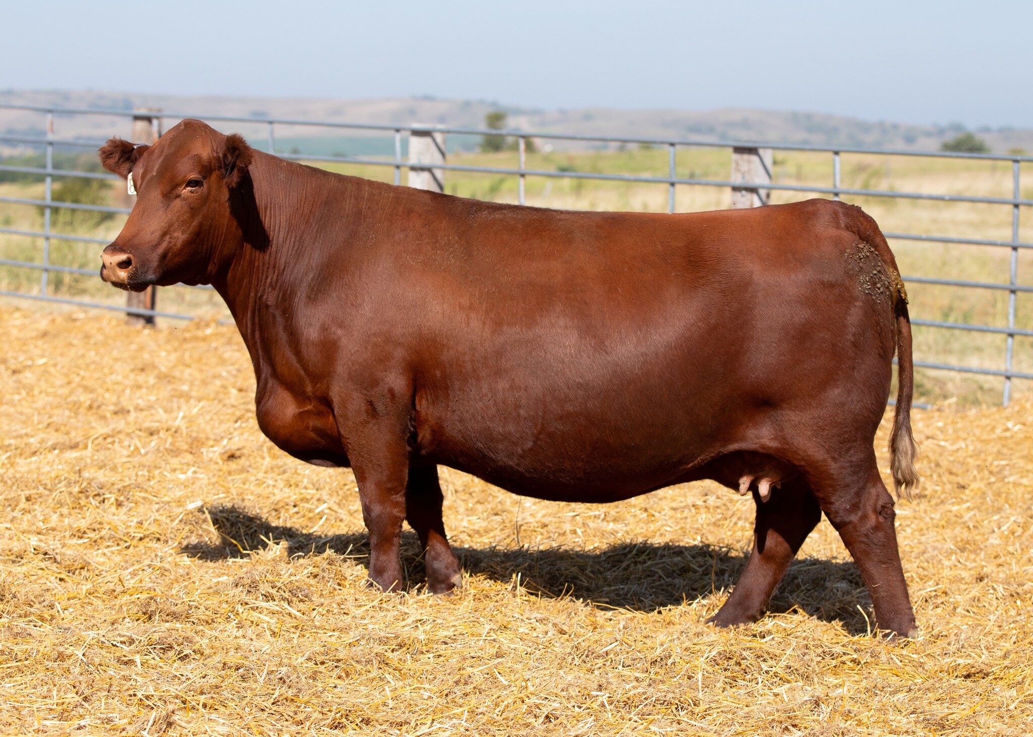 UPCOMING GENETICS FOR DRY CREEK RANCH!!

We purchased NIO Hobo 8050 from Niobrara Red Angus last fall. She has spent the winter being flushed, and we will be putting our first set of embryos in out of her this spring! We bought her with a heifer calf