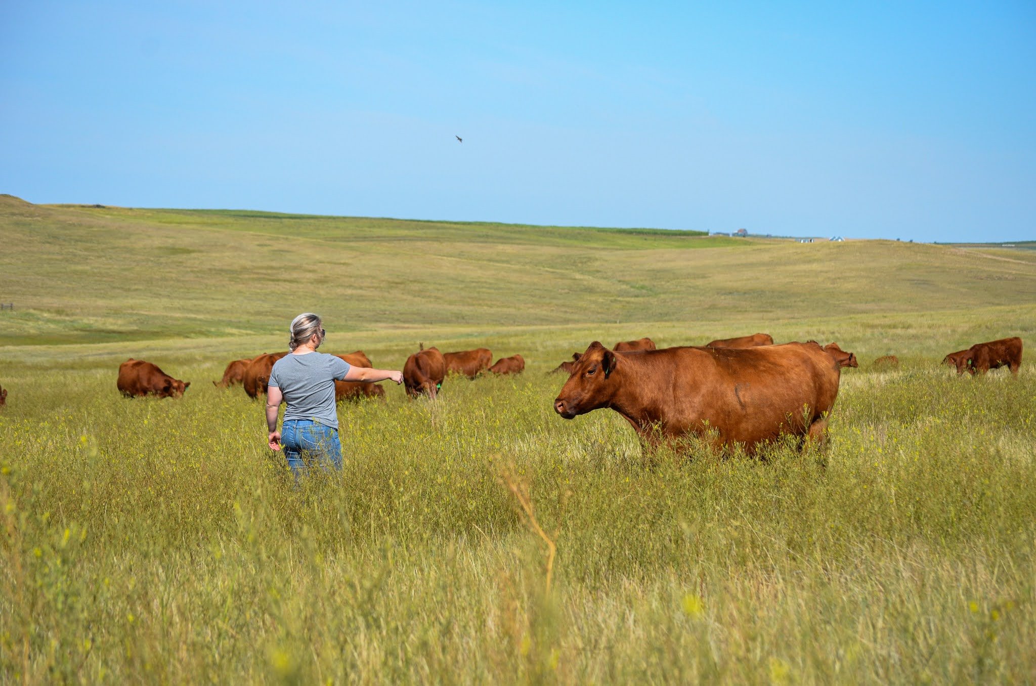 Haley in the pasture with cattle