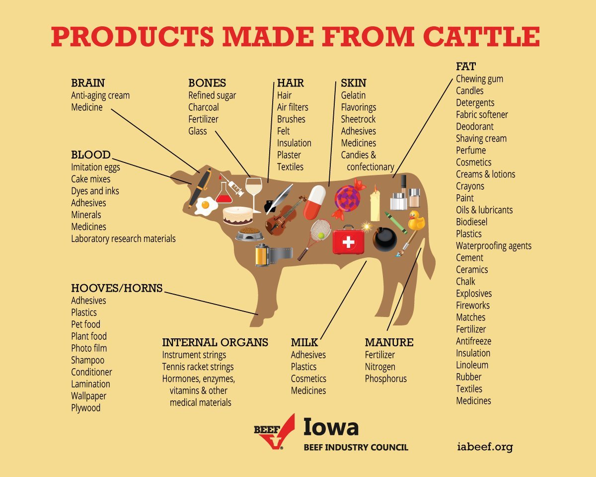 Products made from cattle