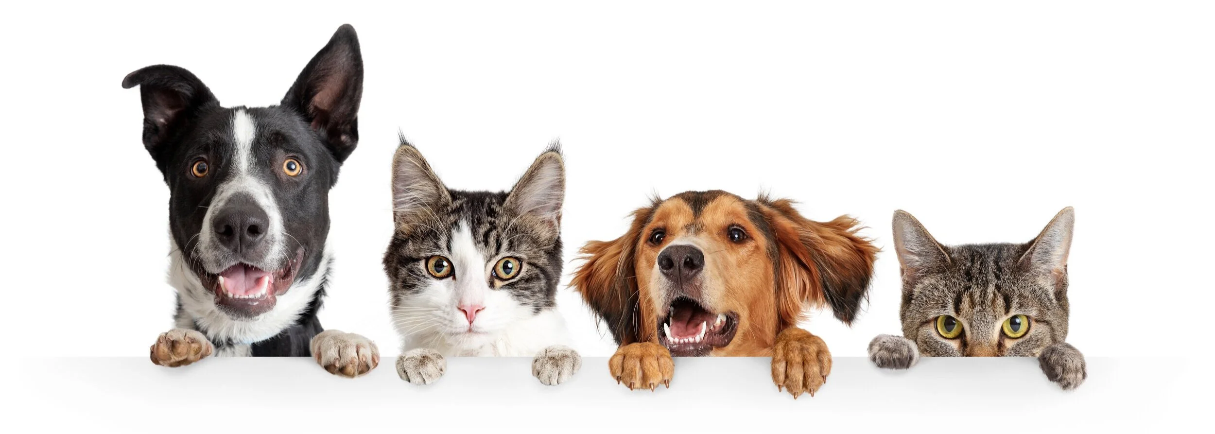 Pet+Lineup.jpg