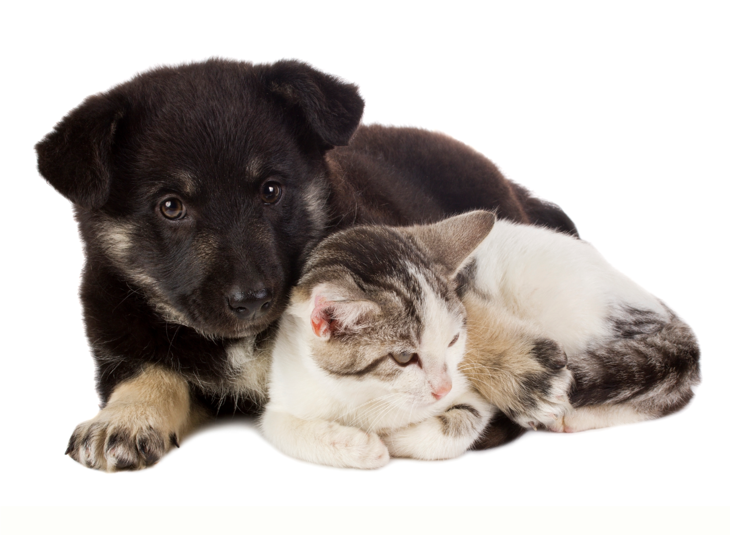 Low-cost spay / neuter services for cats, kittens, dogs and puppies help address the pet overpopulation problem and prevents new generations of homeless pets.