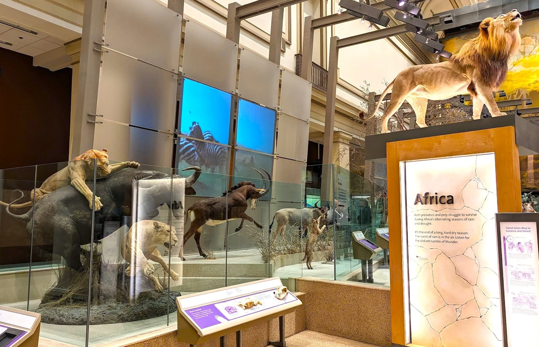 Smithsonian Museum Of Natural History Exhibits Smithsonian Museum Of Natural History Exhibits