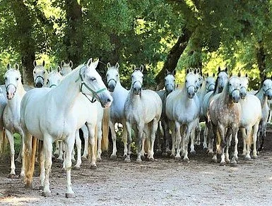 Regal Lipizzan Horses on Display in Slovenia – Lipica, Slovenia 